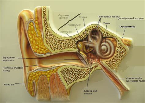 Синдром зияющей слуховой трубы - причины и лечение